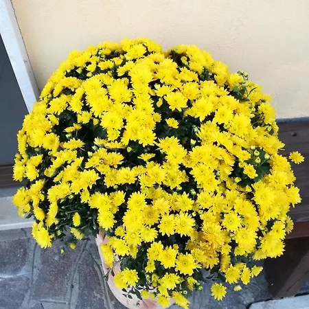 Nocleg ze śniadaniem The Yellow House Fiumicino