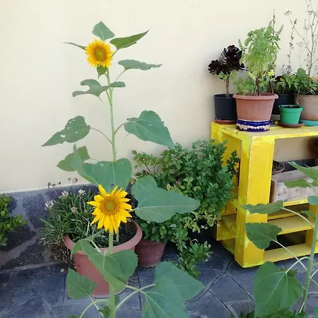 The Yellow House Fiumicino