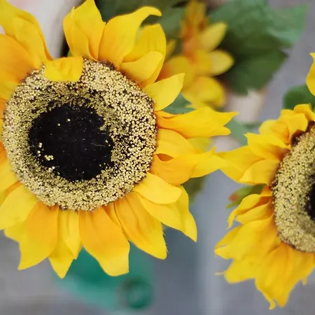 住宿加早餐酒店 黄色别墅酒店 3*