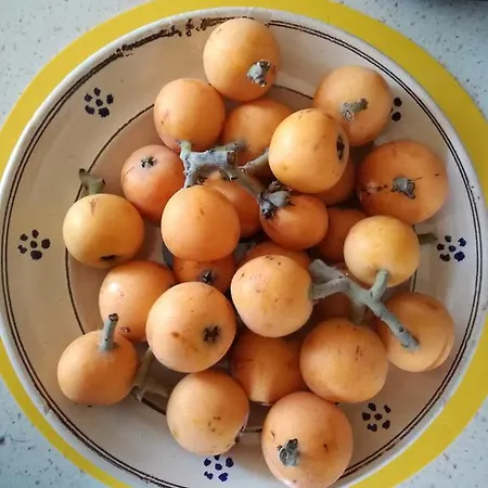 黄色别墅酒店 菲乌米奇诺