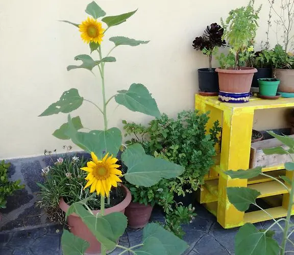 The Yellow House Фьюмичино